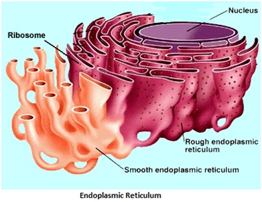 Cell Quiz: The Fundamental Unit Of Life! - Trivia & Questions