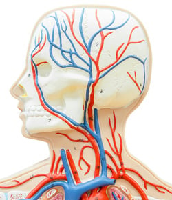 Cat Circulatory System Flashcards by ProProfs