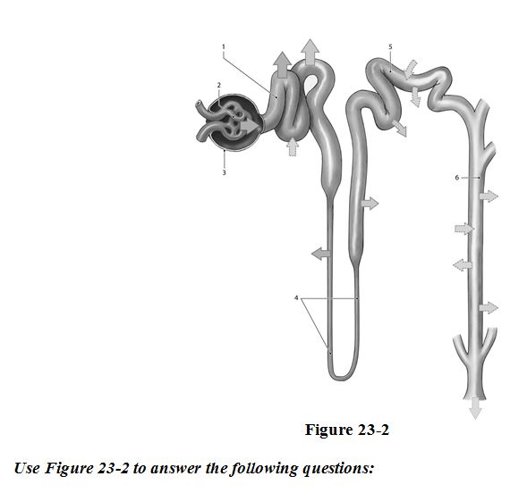 php multiplication in matrix Exam (respiratory, & Renal Final Anatomy Physiology