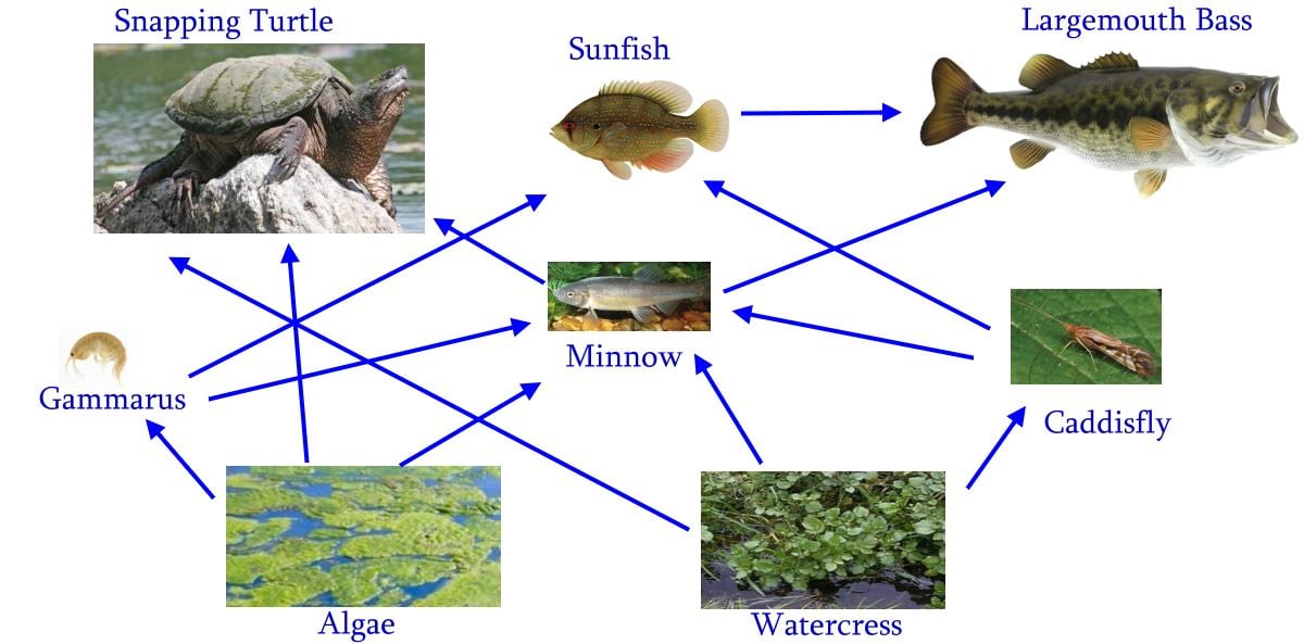 Lab Bio 1 - Ecology Quiz - ProProfs Quiz