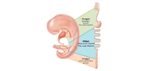  What Do You Know About Midgut And Hindgut Flashcards