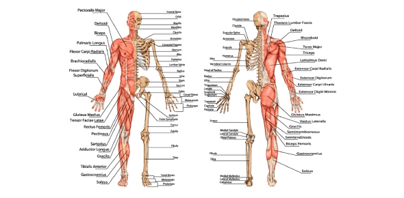 Give The Scientific Names For The Following Anatomical Region Of Body Flashcards Flashcards By Proprofs
