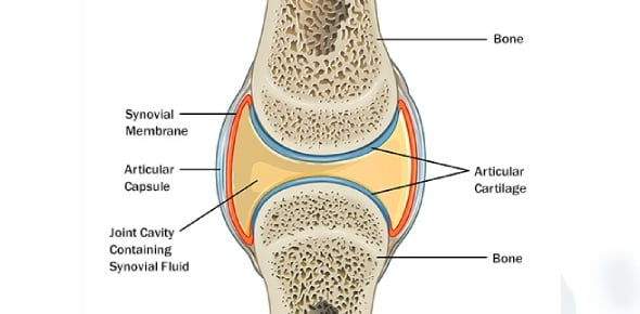 Anatomy Chapter 9: Articulations Flashcards by ProProfs