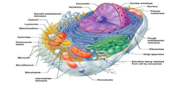 Determine the Correct Organelles of Eukaryotic Cells Flashcards ...