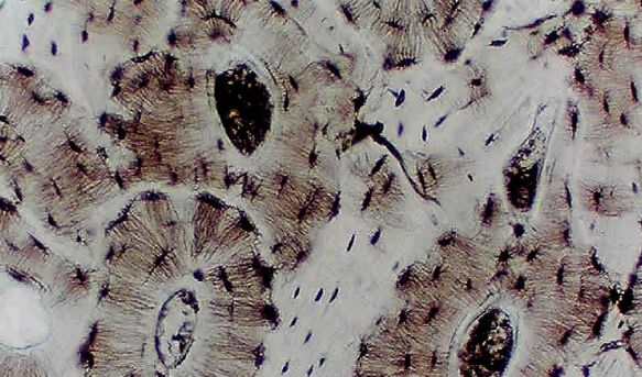 Identify Tissues Quiz - ProProfs Quiz