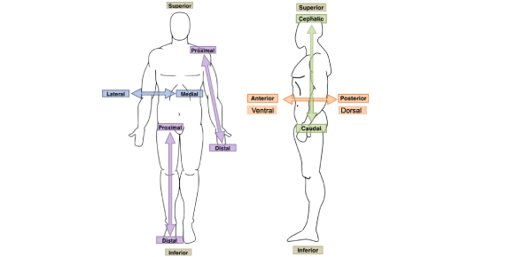 What Are The Various Anatomical Postures Flashcards Flashcards By