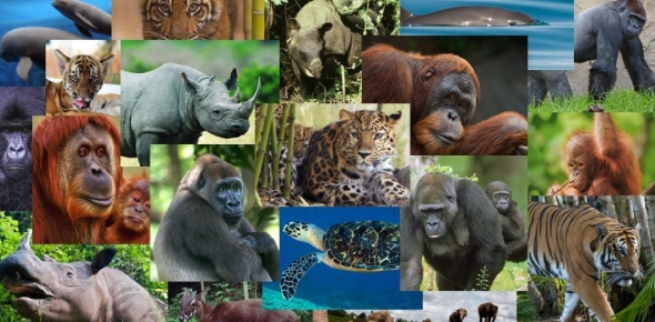 Protect Endangered Animals Speech Flashcards By Proprofs