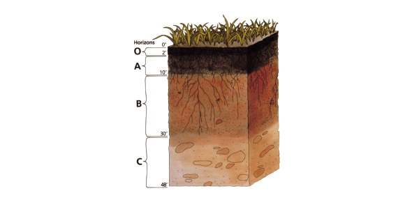 Soil Flashcards by ProProfs