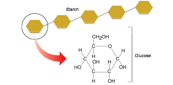 Chemical Makeup Of Glucose And Starch | Saubhaya Makeup