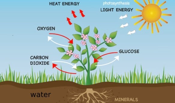 Quiz: Photosynthesis In Green Plants! - ProProfs Quiz