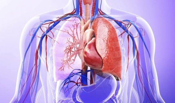 Human Body Test: 20-questions On The Respiratory System | Attempts ...