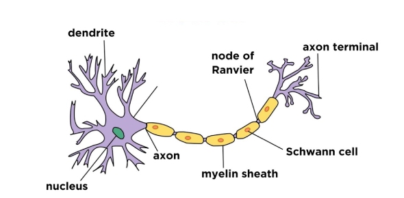 Can You Answer Following Anatomy Physiology Of Nervous Tissue