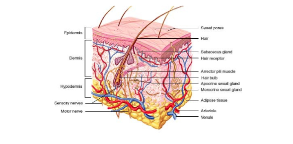 Choose Correct Option Of Anatomy Physiology Of Skin Flashcards