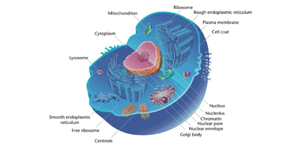 Can You Explain These Animal Cell Tissues Flashcards Flashcards By Proprofs