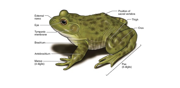 Large Intestine Function Frog | Bruin Blog