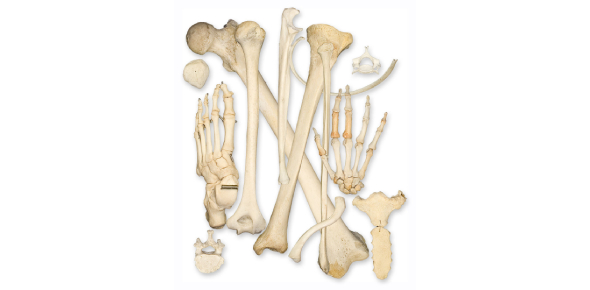 Top Bone Flashcards - Proprofs