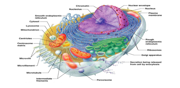 Animal Cell Organelles Flashcards by ProProfs