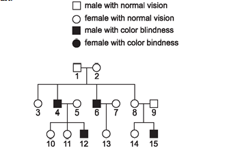 Pedigree Chart Of Color Blindness