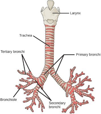 Multiple Choice Quiz On Respiratory System Quiz - ProProfs Quiz