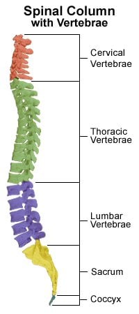 Skeletal System By Ambulancecpd.Co.UK | Attempts: 871 - Quiz, Trivia ...