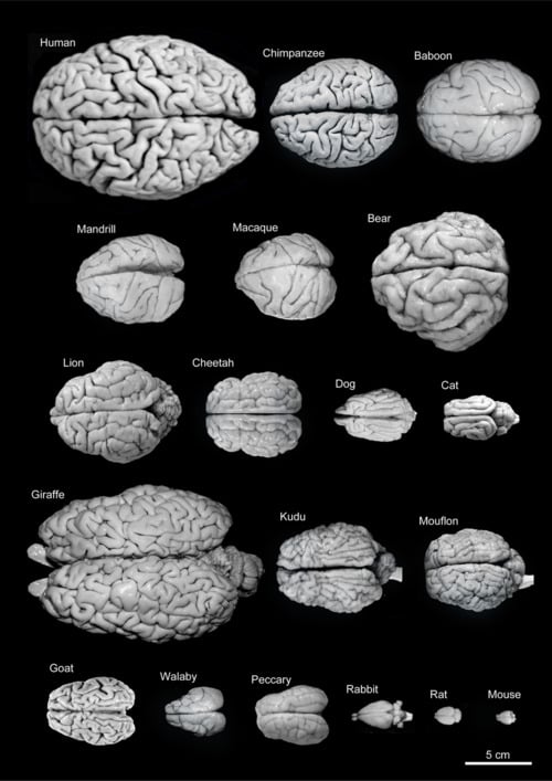 Calculate Your Cognitive Reserve! - ProProfs Quiz