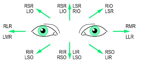 Intramuscular & Extraocular Muscles Quiz - Trivia & Questions