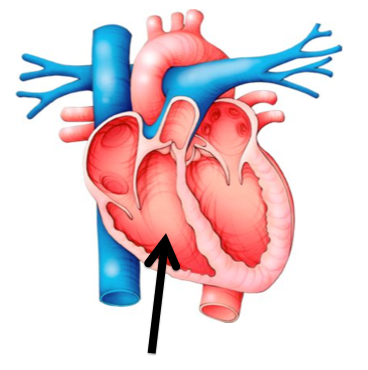 Cardiovascular & Respiratory Test A - Quiz, Trivia & Questions