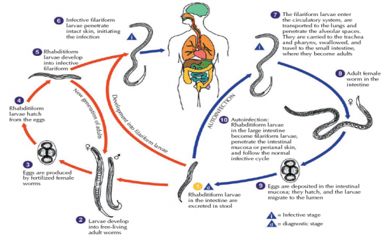 Flashcards Table on Nematodes And NTDs