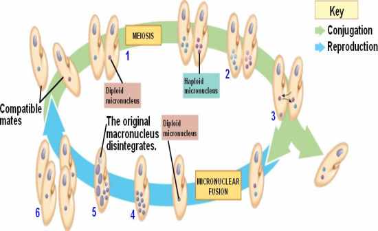 Flashcards Table on Biology 1001 - Mid-term Review