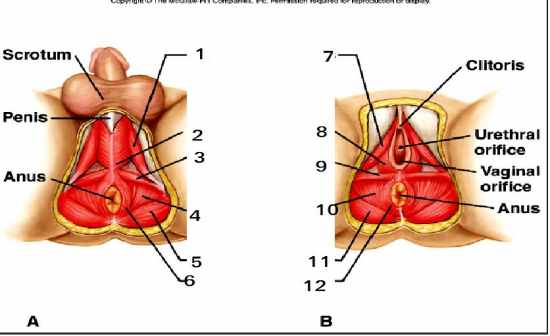 table 8 and 9 of Table Pelvic on Muscles Outlet Flashcards Of