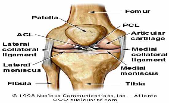 Flashcards Table on Knee Muscles And Bones.