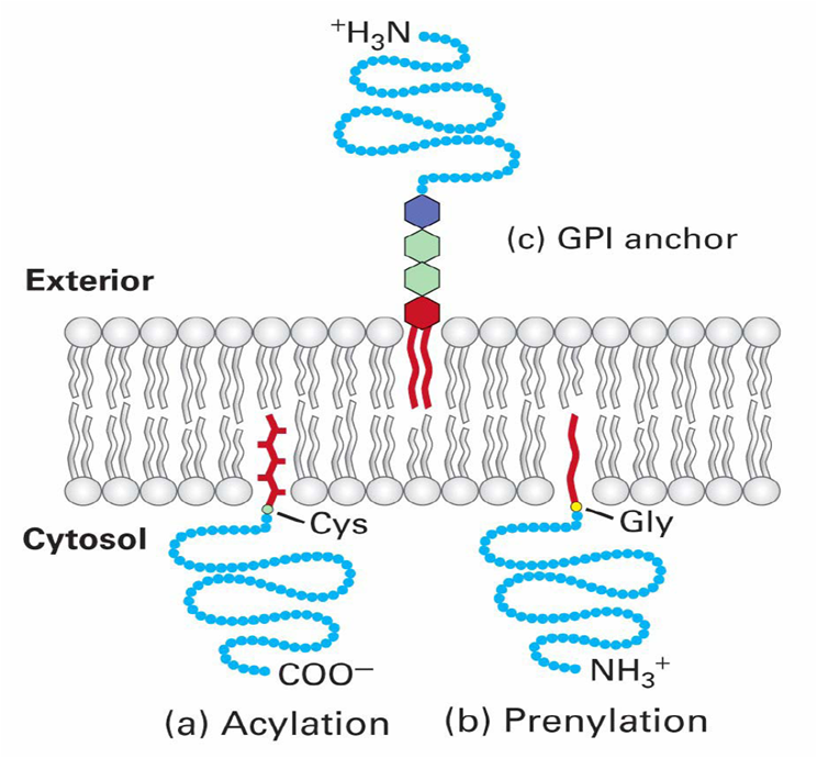 Membrane Proteins Explained Chemistryscore