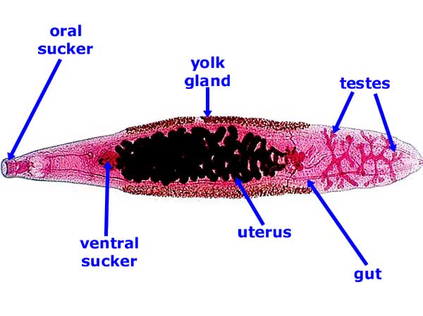 Flashcards Table on Bilateria-flatworms