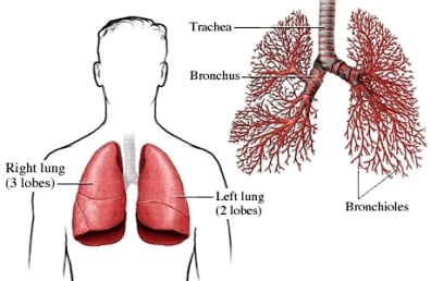 Respiratory System Laci Flashcards by ProProfs diagram of lung copd 