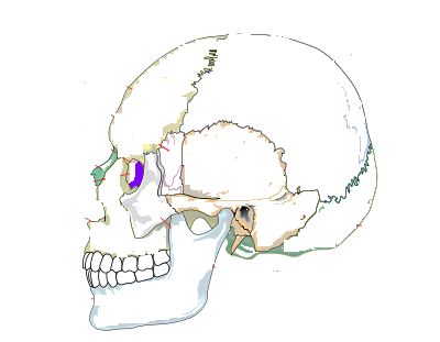 Flashcards Table on Skull Bones