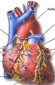 Heart Transplant Flashcards by ProProfs hiv and the body diagram 