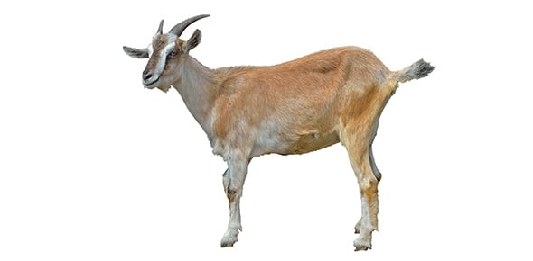 Which Type Of Goat Are You? ProProfs Quiz