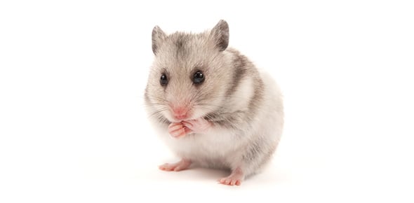 The Ultimate Hamster Knowledge Trivia Quiz - ProProfs Quiz