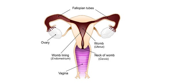 Female Reproductive System (for Teens)