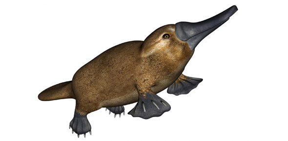 what-is-the-plural-form-of-the-word-platypus-proprofs-discuss