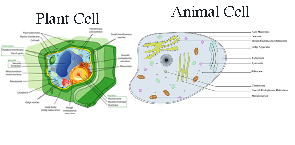 Plant And Animal Cell Quizzes Online, Trivia, Questions & Answers -  ProProfs Quizzes