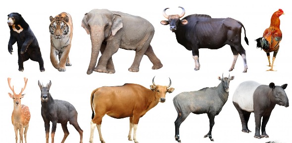 What Type Of Animal Are You? Find Out Now! - ProProfs Quiz