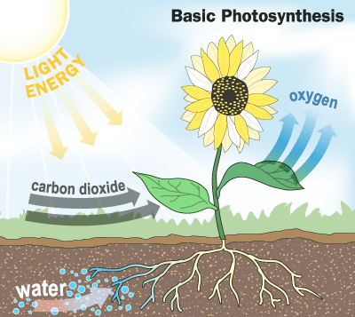 Photosynthesis - ProProfs Quiz