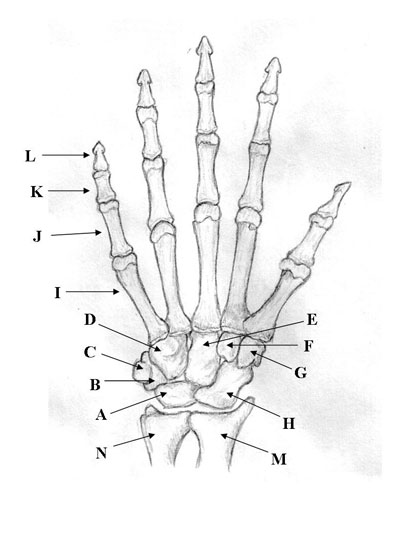 Anatomy Quiz 1 - ProProfs Quiz elbow diagram to label 