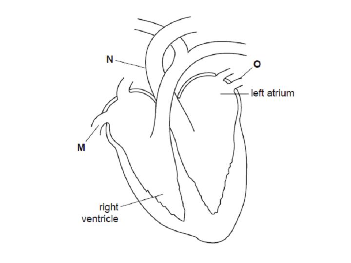 Biology Revision 1 Solution - ProProfs Quiz eye diagram quizzes 