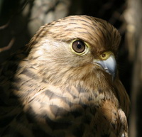 Hawk Conservancy Trust: Birds Of Prey! Quiz - ProProfs Quiz