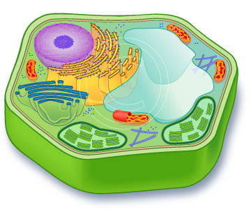 unlabeled eukaryotic animal cell