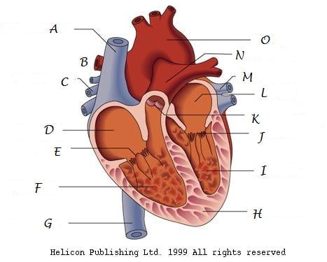 human heart diagram unlabeled