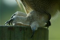 Hawk Conservancy Trust: Birds Of Prey! Quiz | Attempts: 1814 - Trivia ...