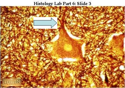 Muscle And Nervous Tissue Quiz - ProProfs Quiz